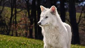 Ecosystem Insights Gained from Dire Wolf Research at Colossal